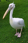 Plican
