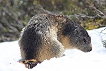 Marmotte surprise au rveil