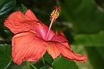 Hibiscus 1