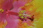 Hibiscus arc-en-ciel