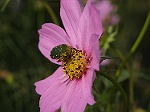 Insecte pollinisateur