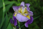 Iris2