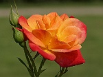 Rose5