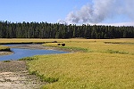 Bisons et feu de fort  Yellowstone
