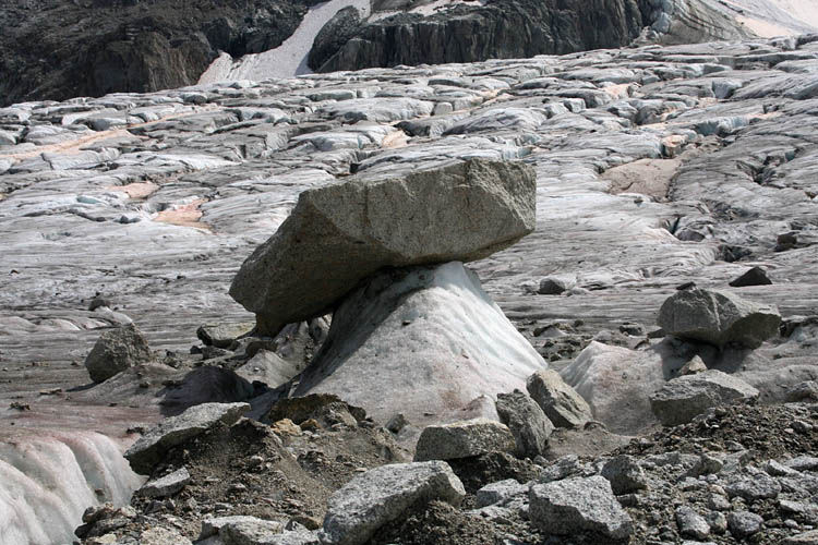 Champignon de glacier