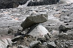 Champignon de glacier