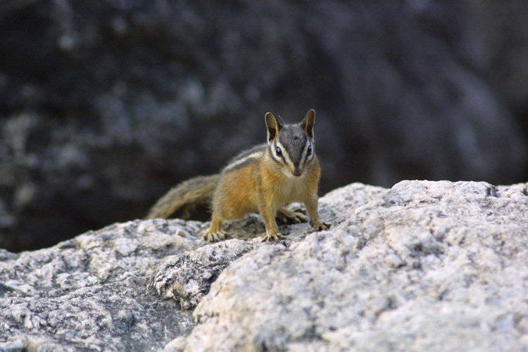 Chipmunk