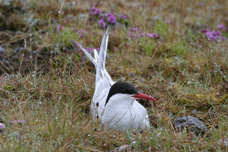 Sterne arctique couvant ses ufs