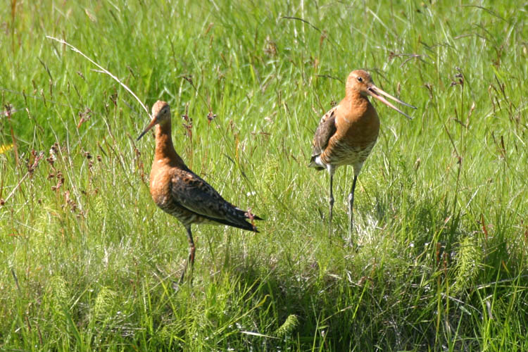 Couple en herbe