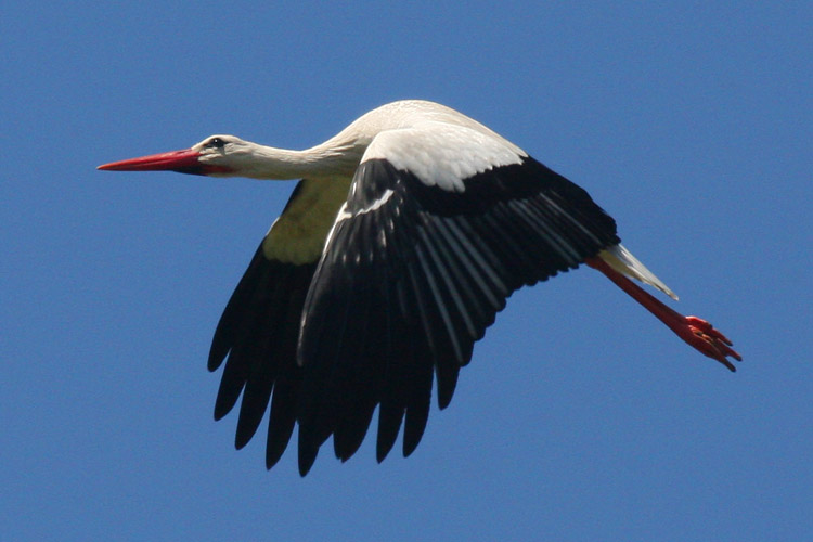 Cigogne en vol