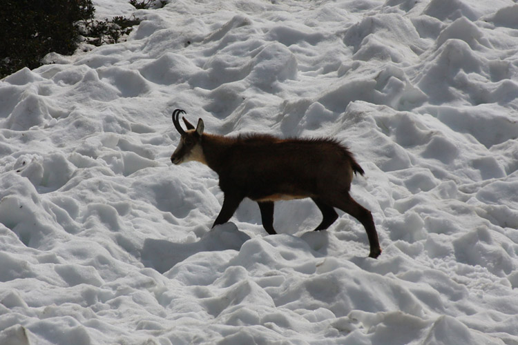 Chamois