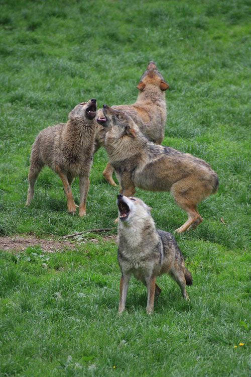 Le choeur des loups