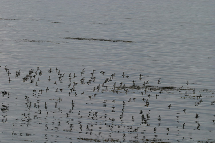 Nuage d'oiseaux