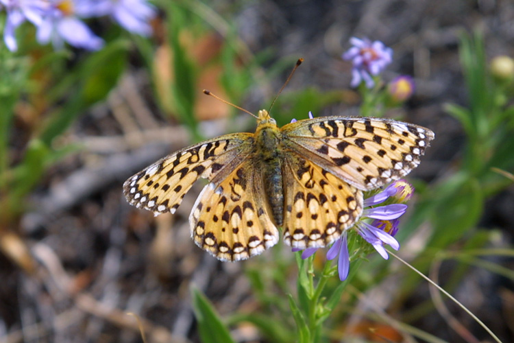 Papillon 1