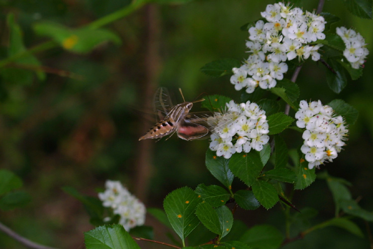 Papillon 2