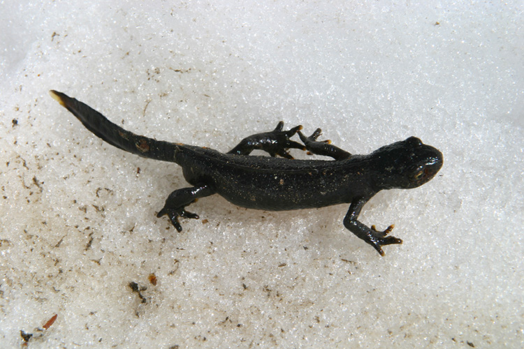 Salamandre