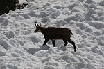 Chamois