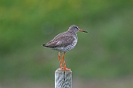 Oiseau d'Islande