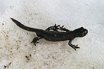 Salamandre