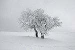 Arbre de glace