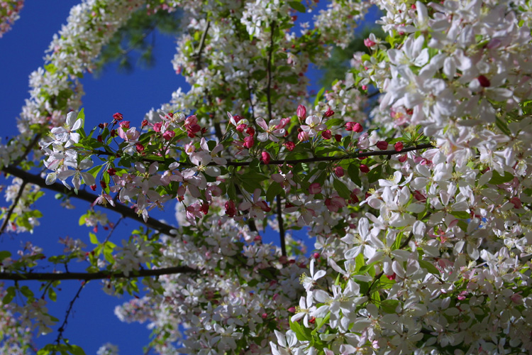 Arbre en fleurs (dtail)