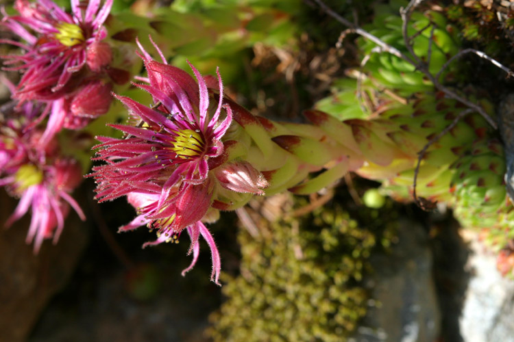 Joubarbe en fleur