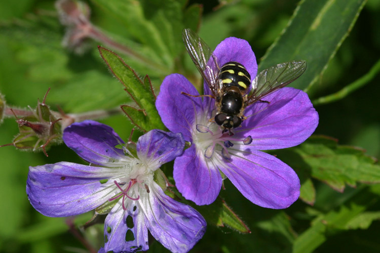 Abeille butineuse