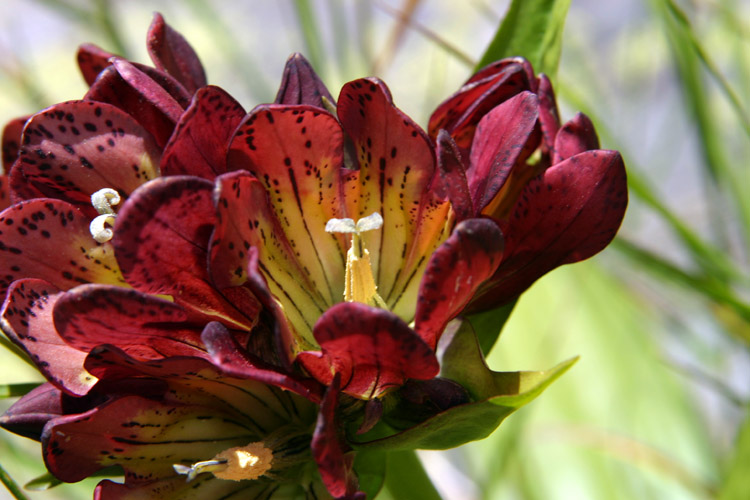 Bouquet de gentianes pourpres