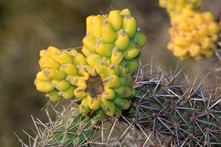 Fleur de cactus