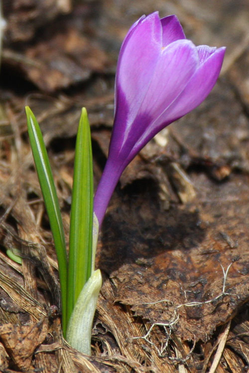 Crocus en pied