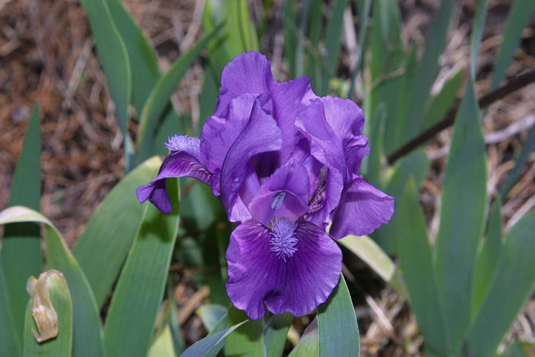 Iris1