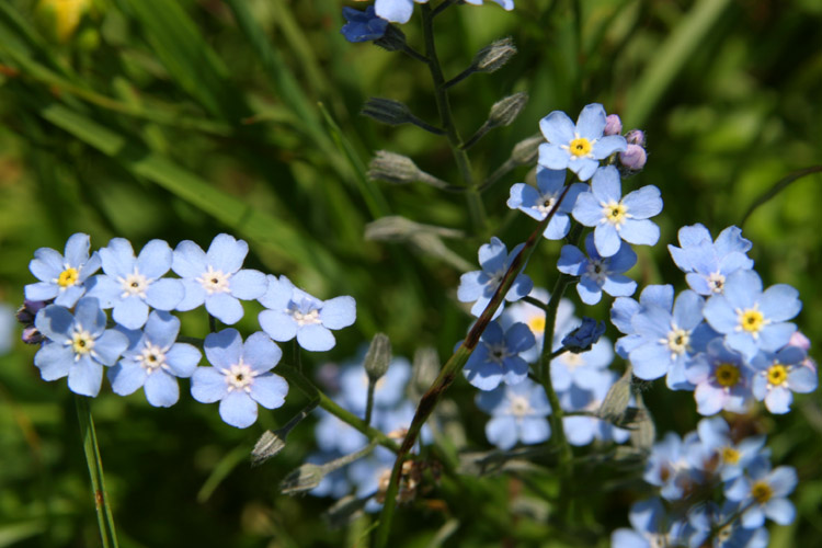 Myosotis