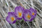 Crocus