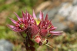 Boutons de joubarbes