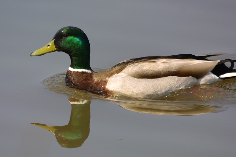 Colvert