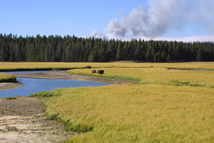 Bisons et feu de fort  Yellowstone