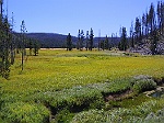 La prairie, longtemps aprs le grand incendie (Yellowstone)