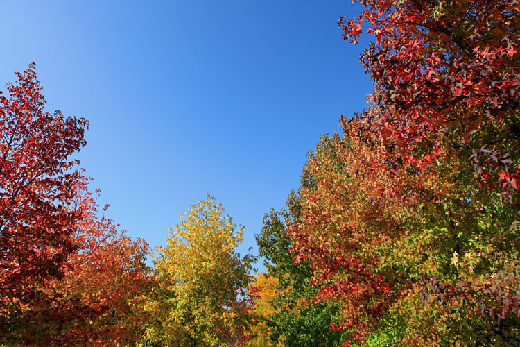 Couleurs d'automne