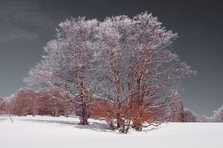 Arbres vaillants sous le ciel menaant