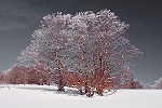 Arbres vaillants sous le ciel menaant